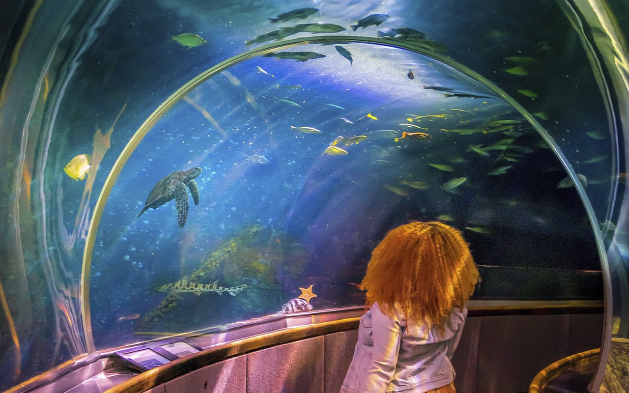 Oceanarium